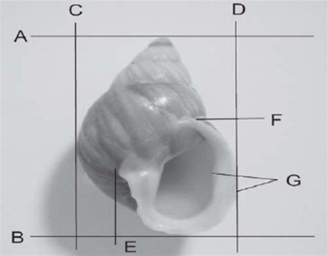 measuring snail shell thickness|morphometric measurement of snails.